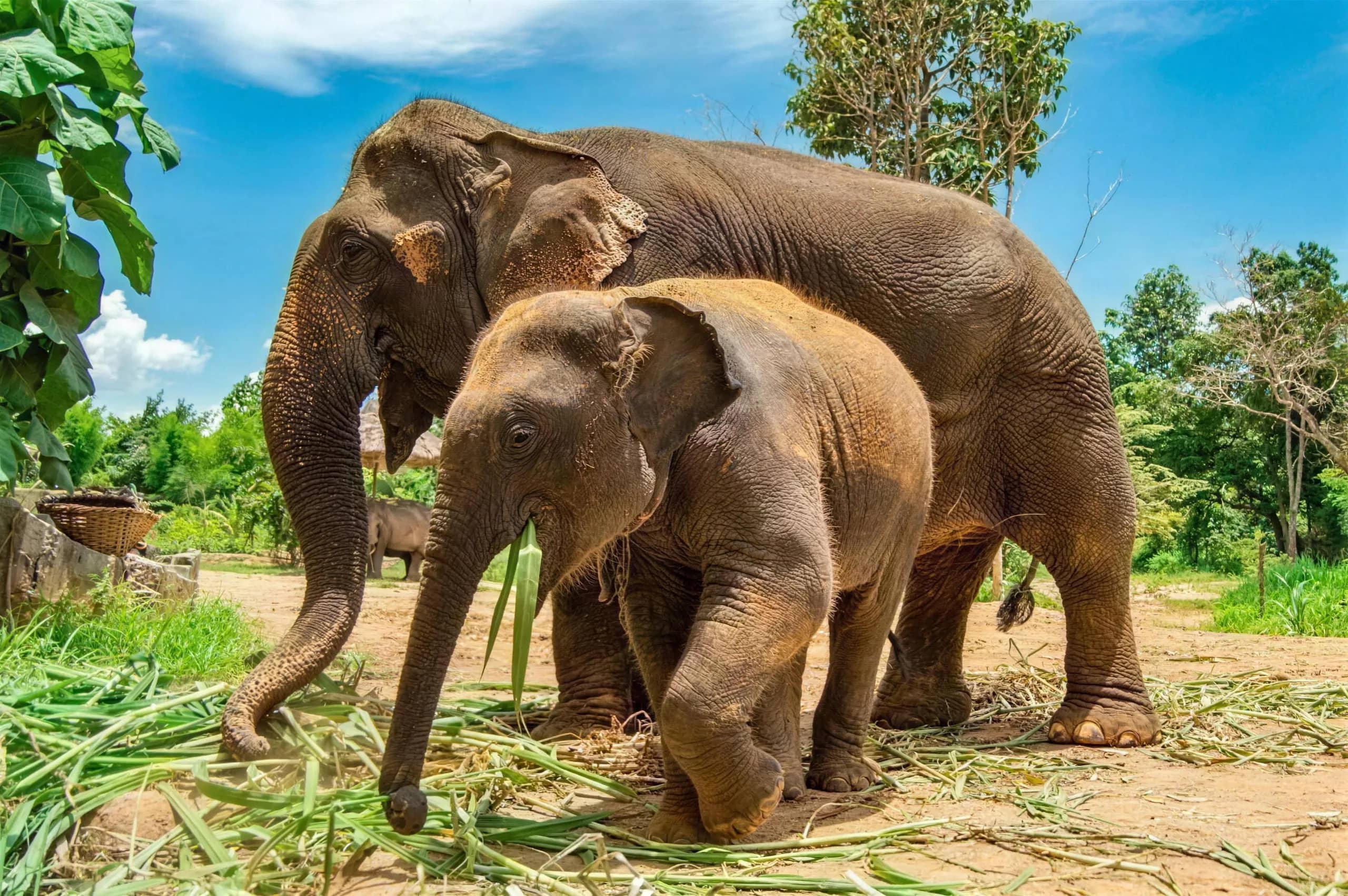 A mother elephant and her calf stand together on cut grass under a bright blue sky.