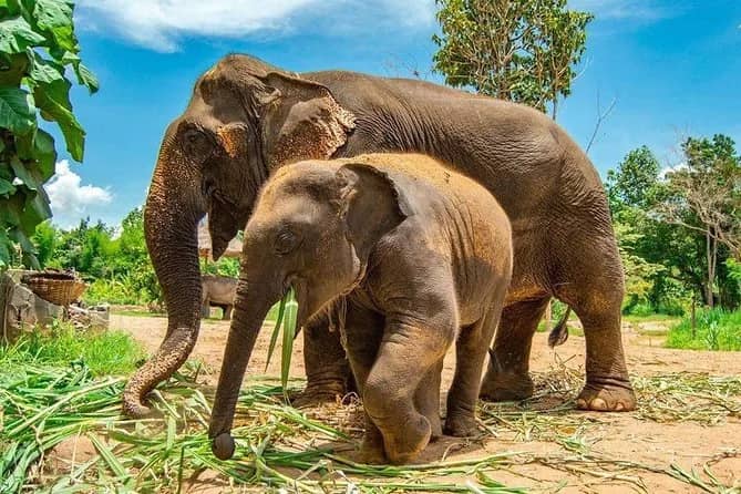 Elephant Half Day