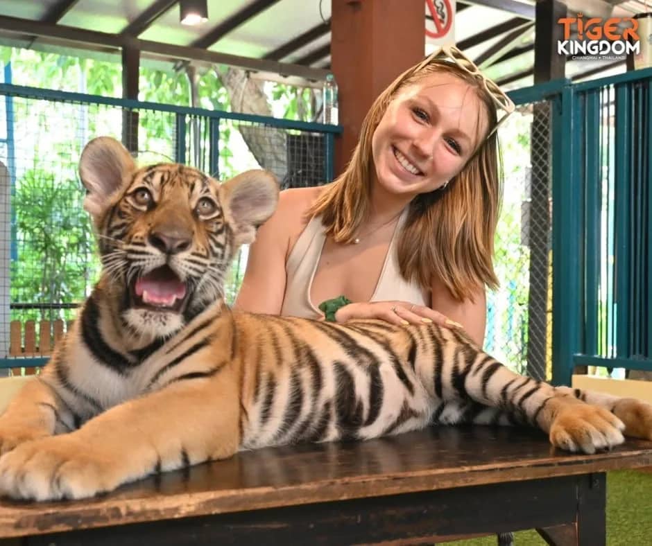 Tiger Kingdom Chiang Mai - photo 4