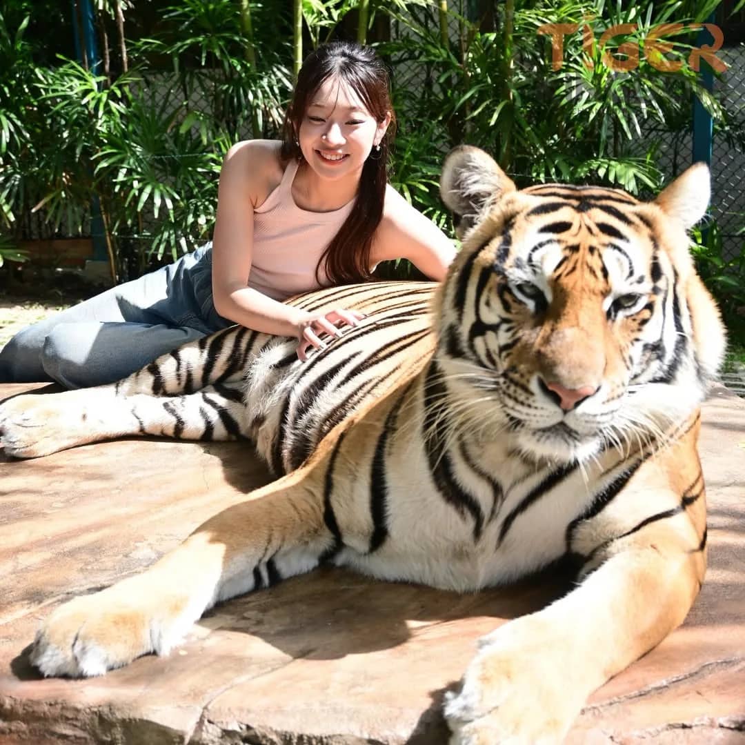 Tiger Kingdom Chiang Mai - photo 13