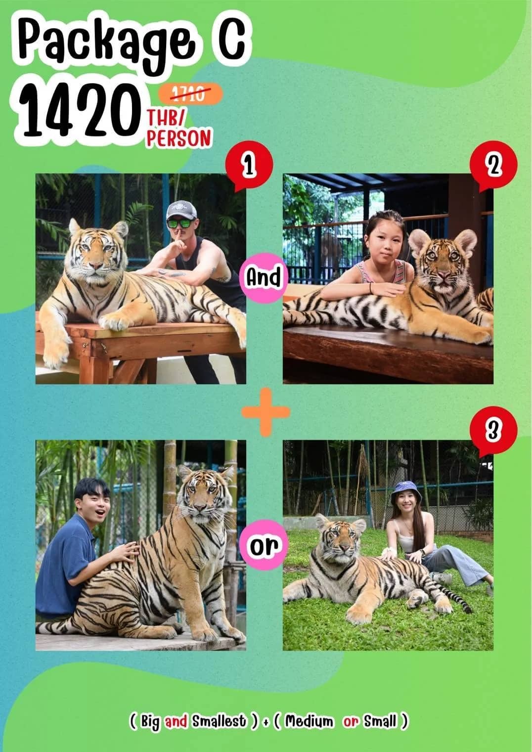 Tiger Kingdom Chiang Mai - photo 14