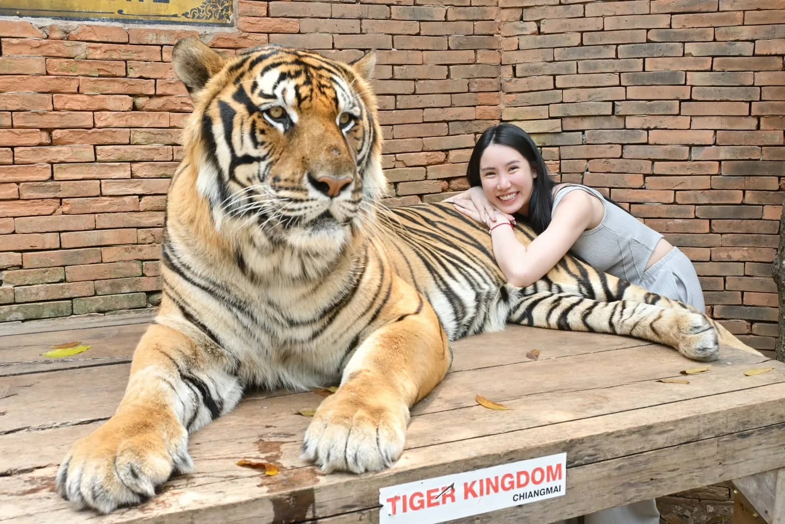 Tiger Kingdom Chiang Mai - photo 9