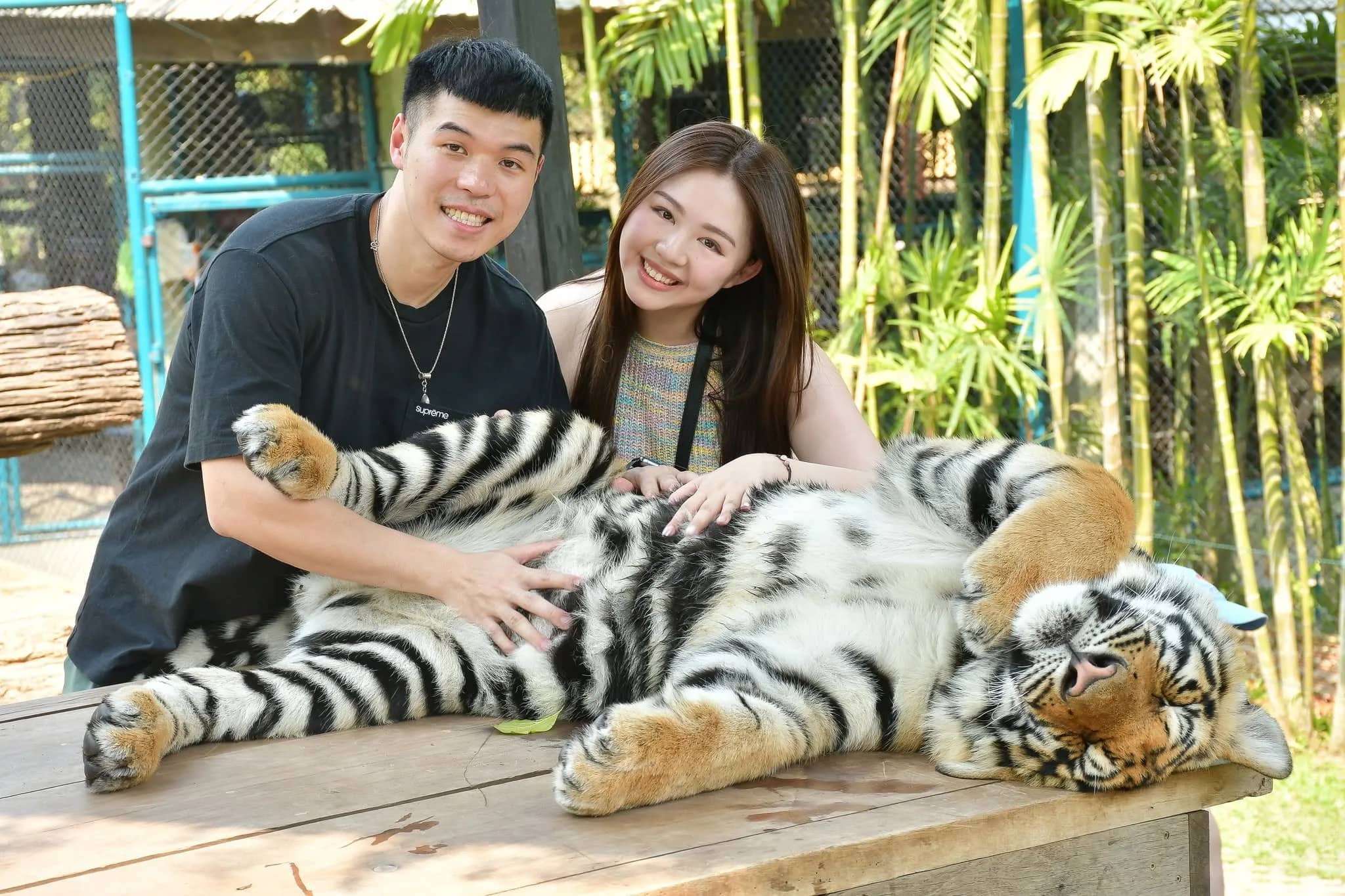 Tiger Kingdom Chiang Mai - photo 12