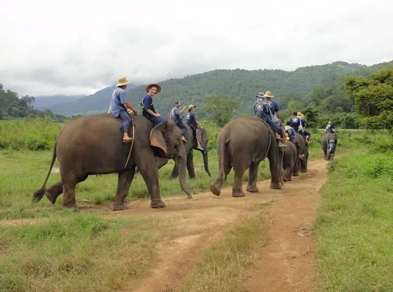 1 Day Walking with Elephants - photo 5