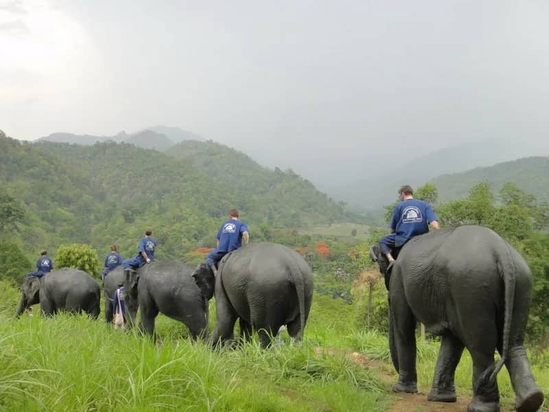 1 Day Walking with Elephants - photo 6