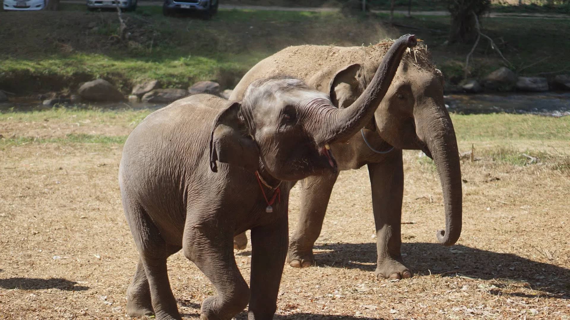 Half Day Elephant Lover - Chang Thai Heritage Elephant Sanctuary - photo 4