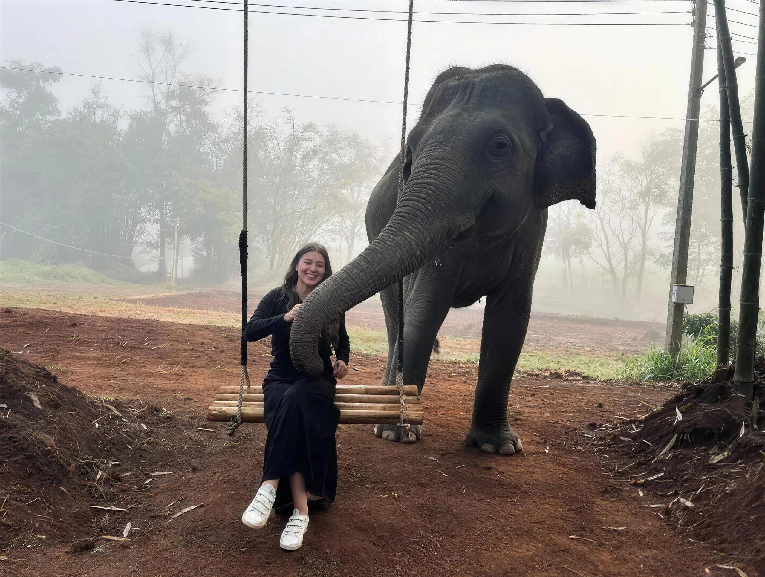 A visitor on a wooden swing touches the trunk of an elephant on a misty morning