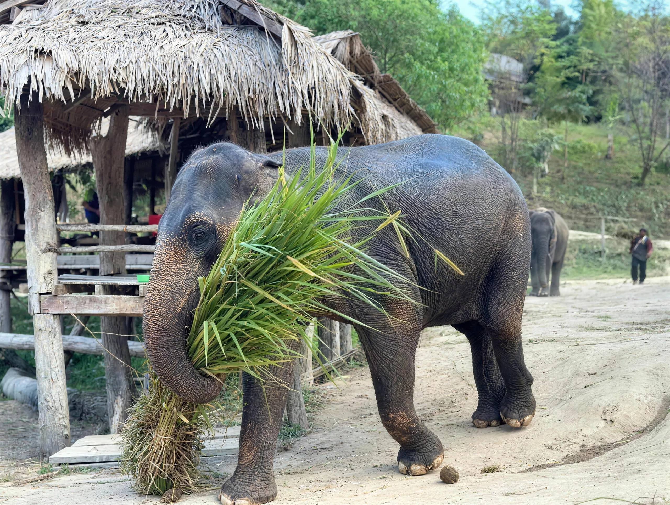An elephant carries a large bundle of fresh grass in its trunk past thatched shelters at the homestay camp
