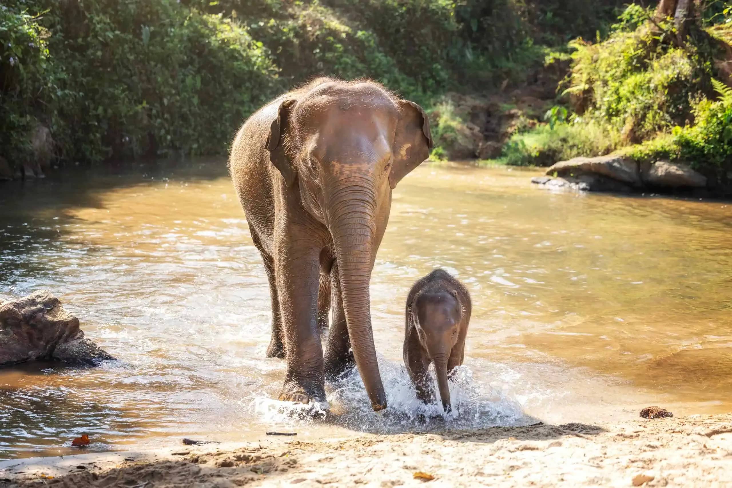 3-Day 2-Night Volunteer at Elephant Jungle Sanctuary Chiang Mai