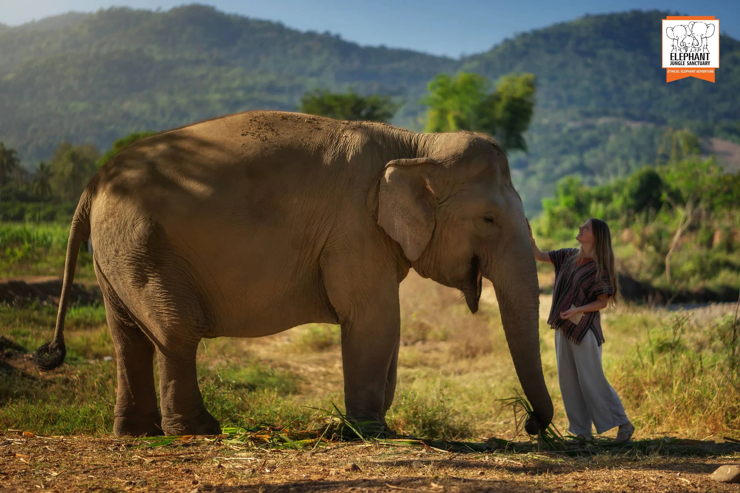 3-day 2-night volunteer program at Elephant Jungle Sanctuary Chiang Mai (photo 8)