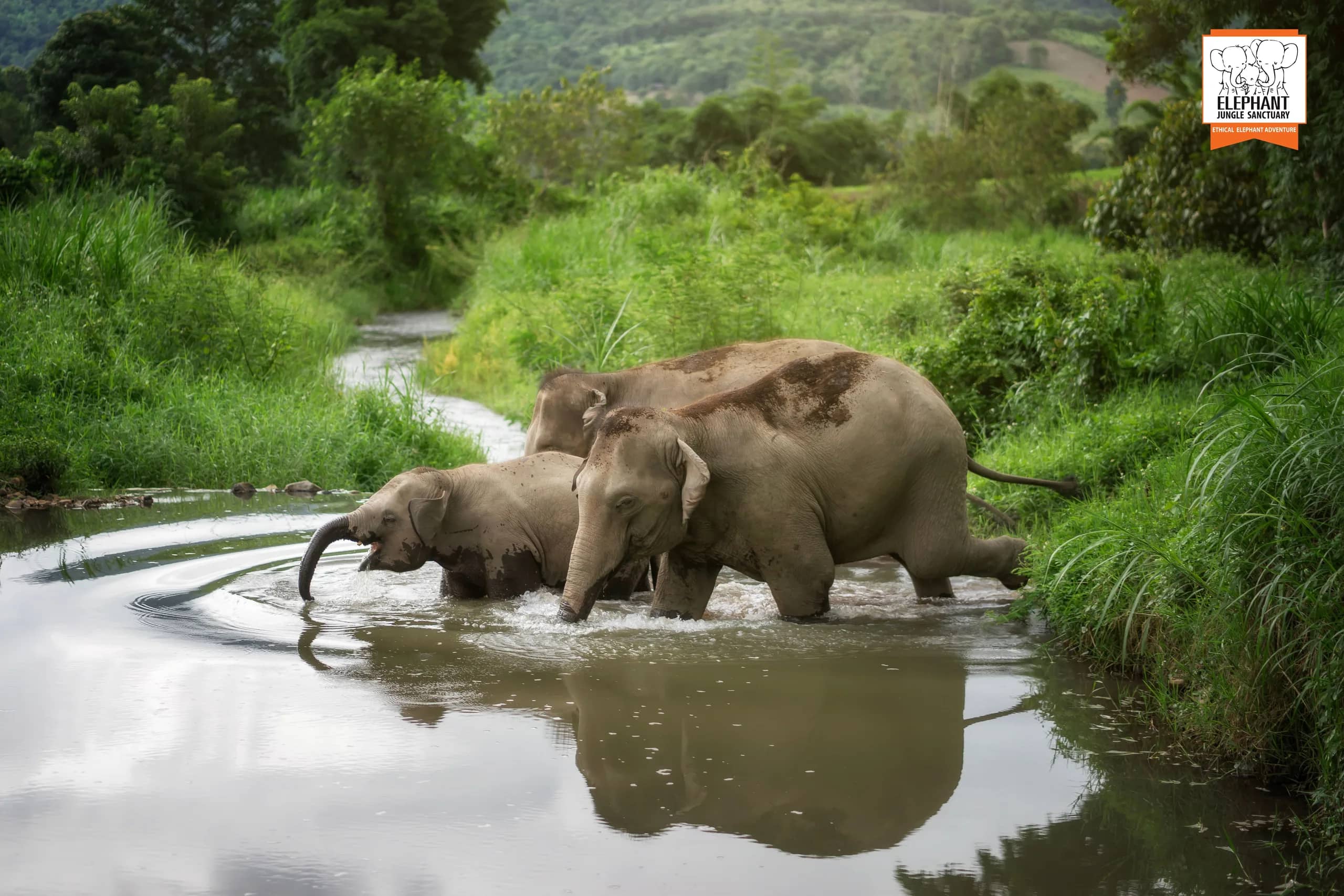 3-day 2-night volunteer program at Elephant Jungle Sanctuary Chiang Mai (photo 1)