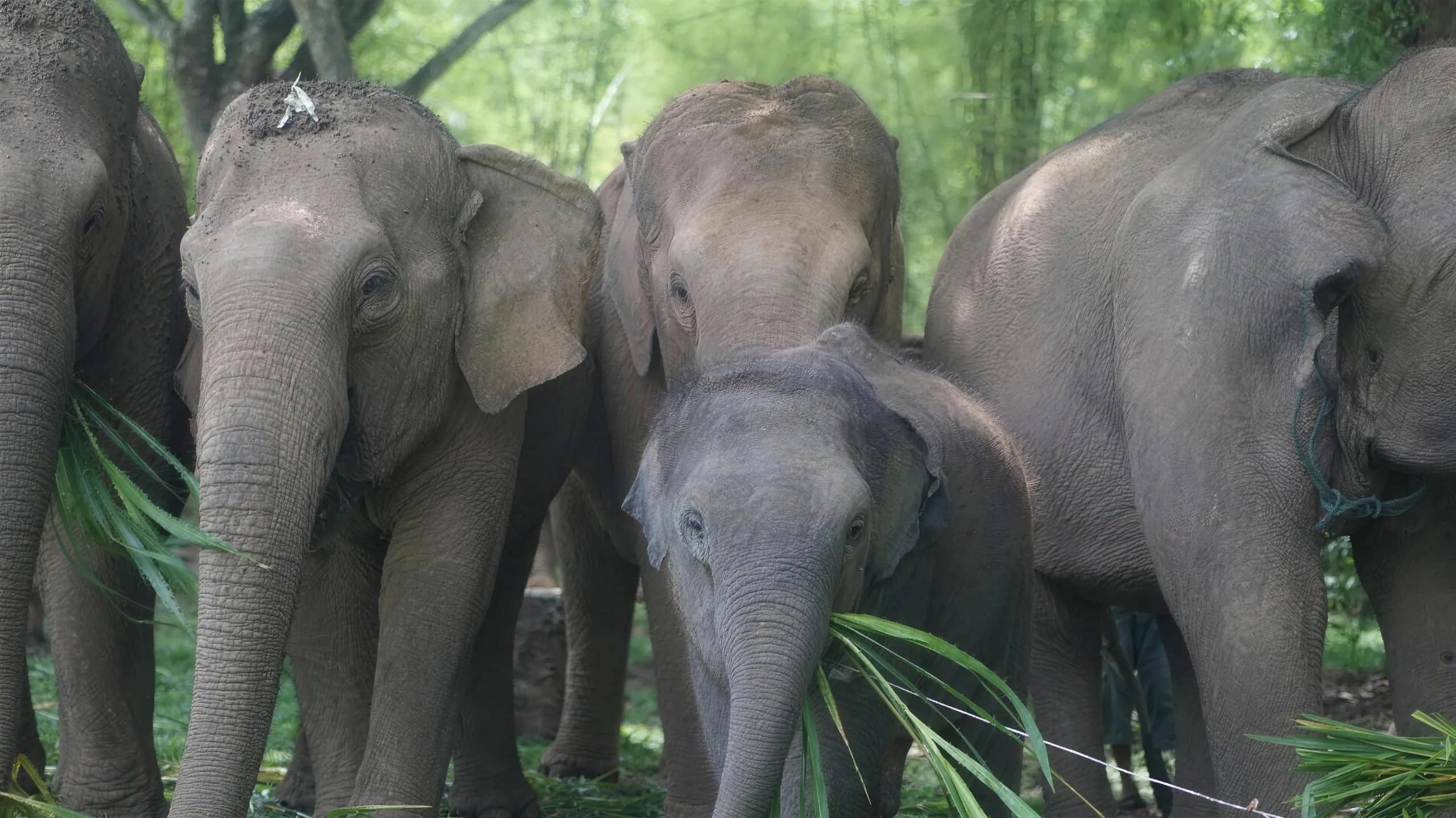 A herd of elephants, including a young calf, eats freshly cut grass standing close together.
