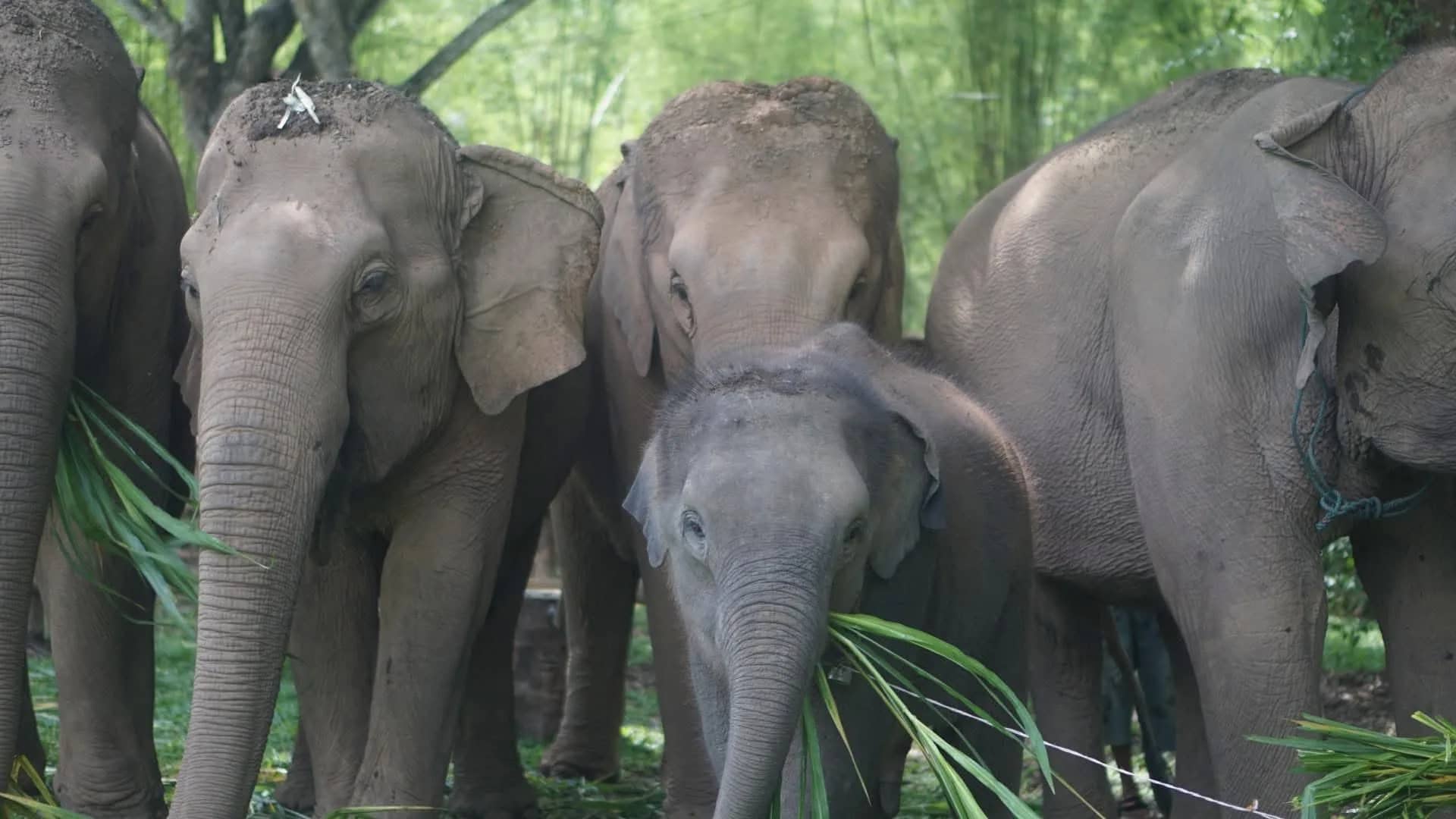 3-Day Elephant Lover - Chang Thai Heritage Elephant Sanctuary - photo 5
