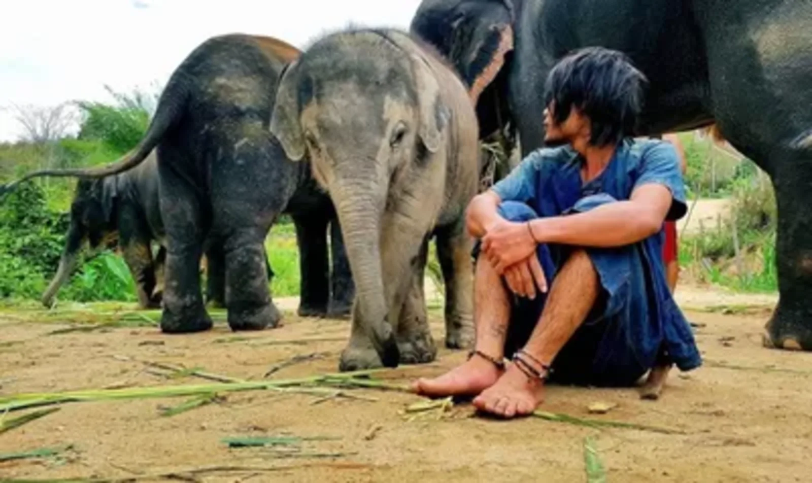 3 DAYS /2 NIGHTS Sri Lanna National Park nature and Elephant Sanctuary visit - photo 2