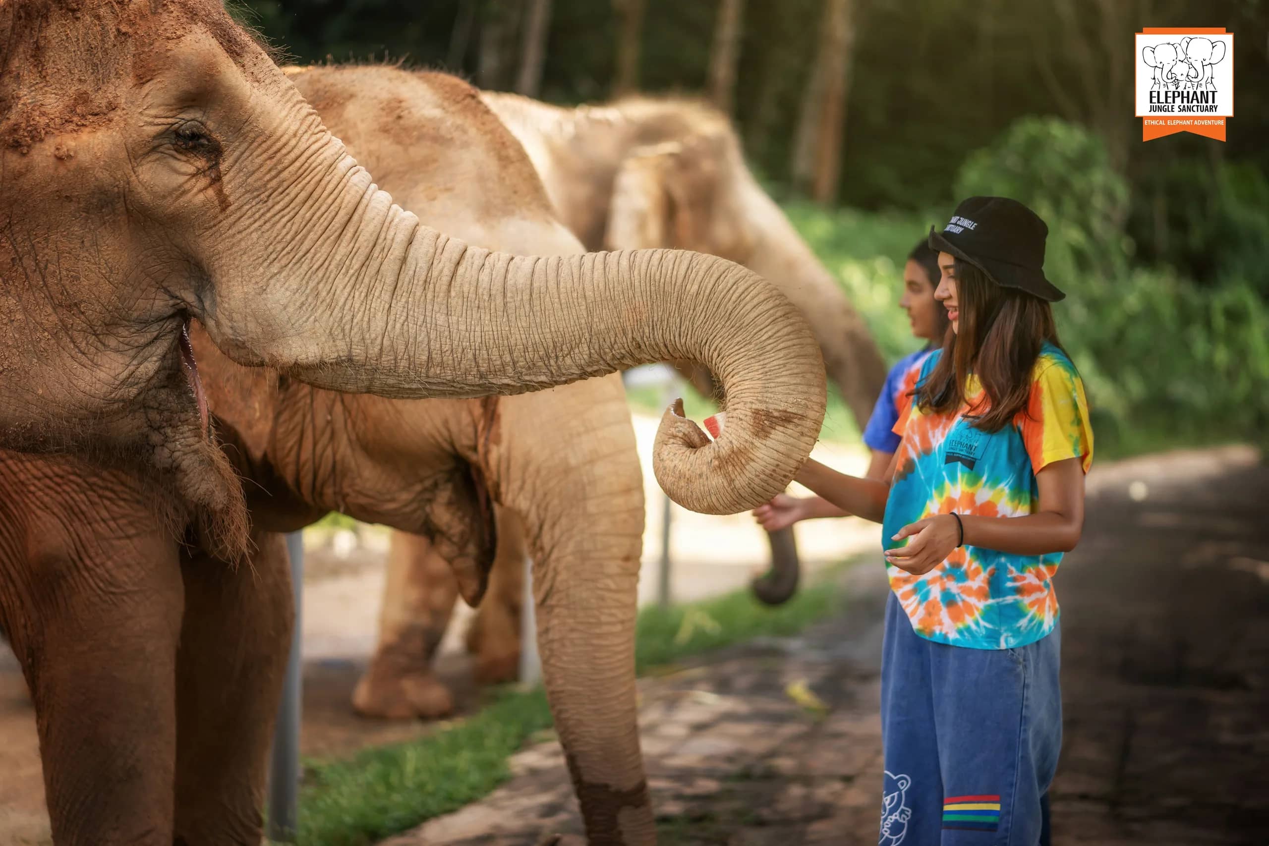 3-Hour Watch Me Program at Elephant Jungle Sanctuary Phuket (photo 2)