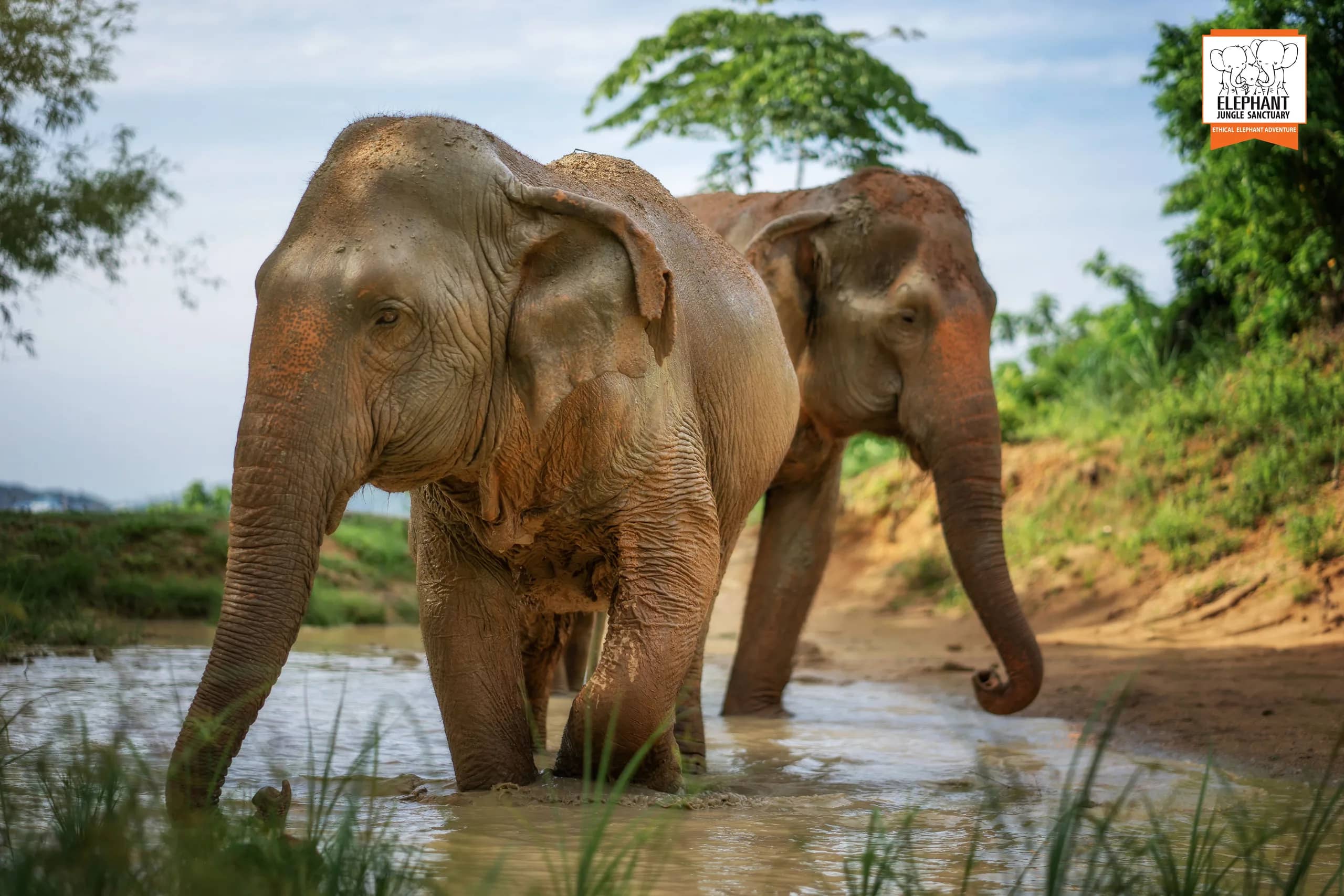 3-Hour Watch Me Program at Elephant Jungle Sanctuary Phuket (photo 3)