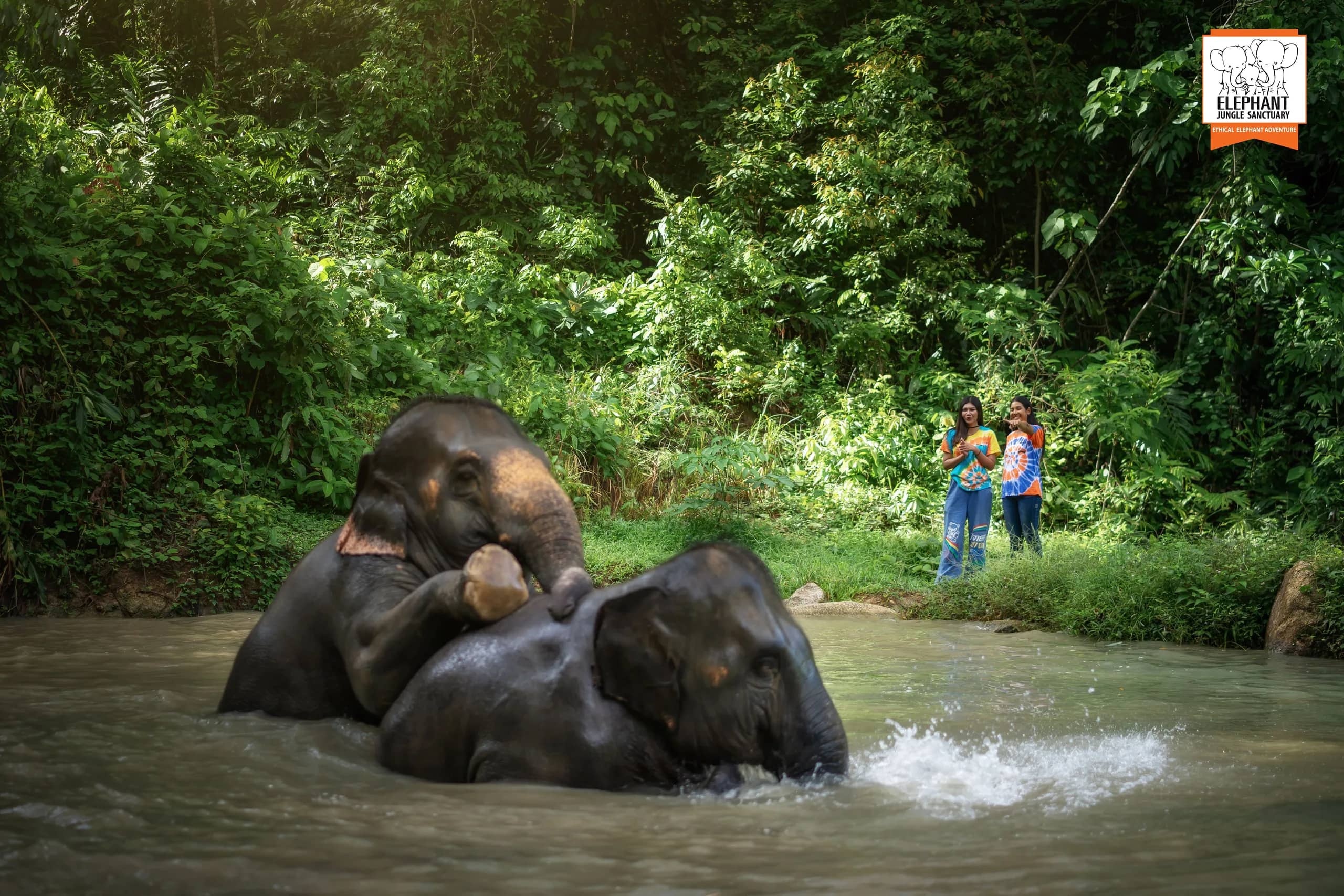 3-Hour Watch Me Program - Elephant Jungle Sanctuary Phuket
