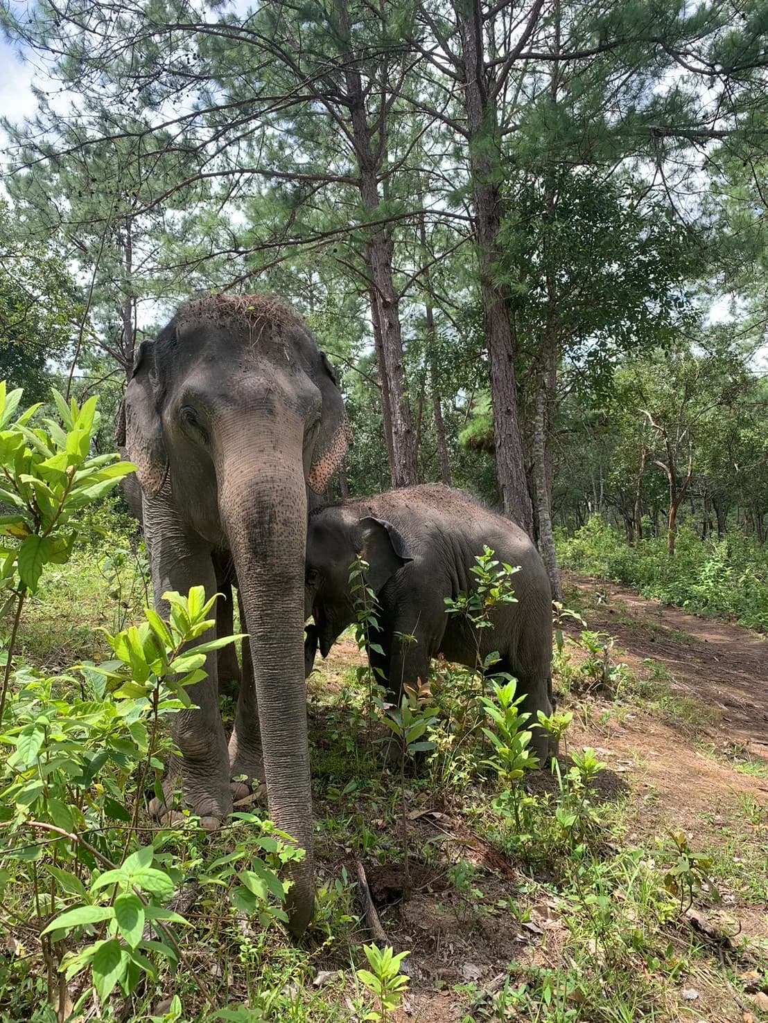 Half-Day Morning Elephant Experience