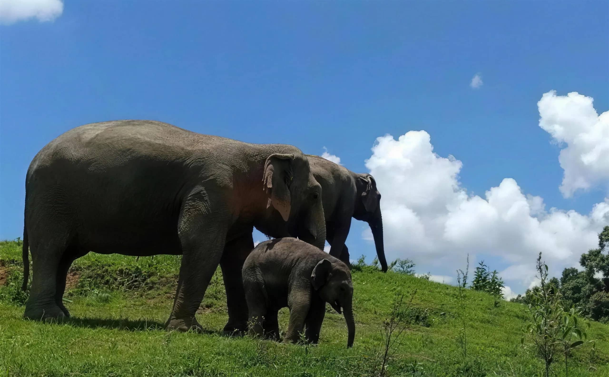 Two adult elephants and a calf graze on a grassy hill under a blue sky at Elephant Pride Sanctuary