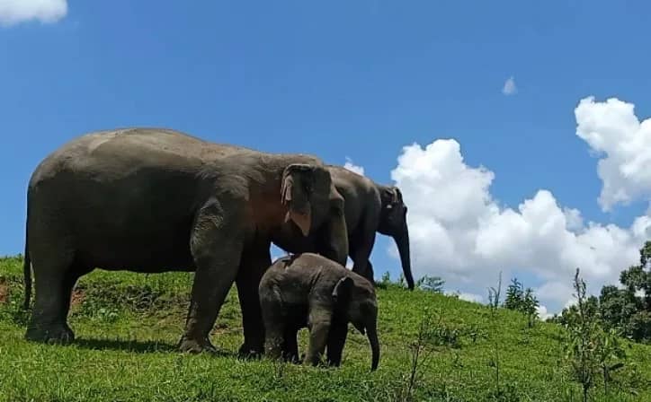 Full-Day Elephant Pride Sanctuary + Jungle Waterfall Trek