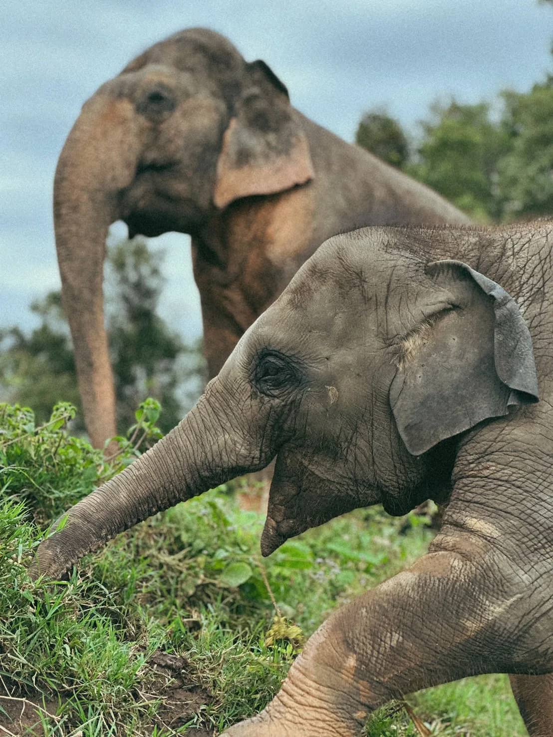 Private Elephant Sanctuary & Jungle Trekking Adventure - photo 5