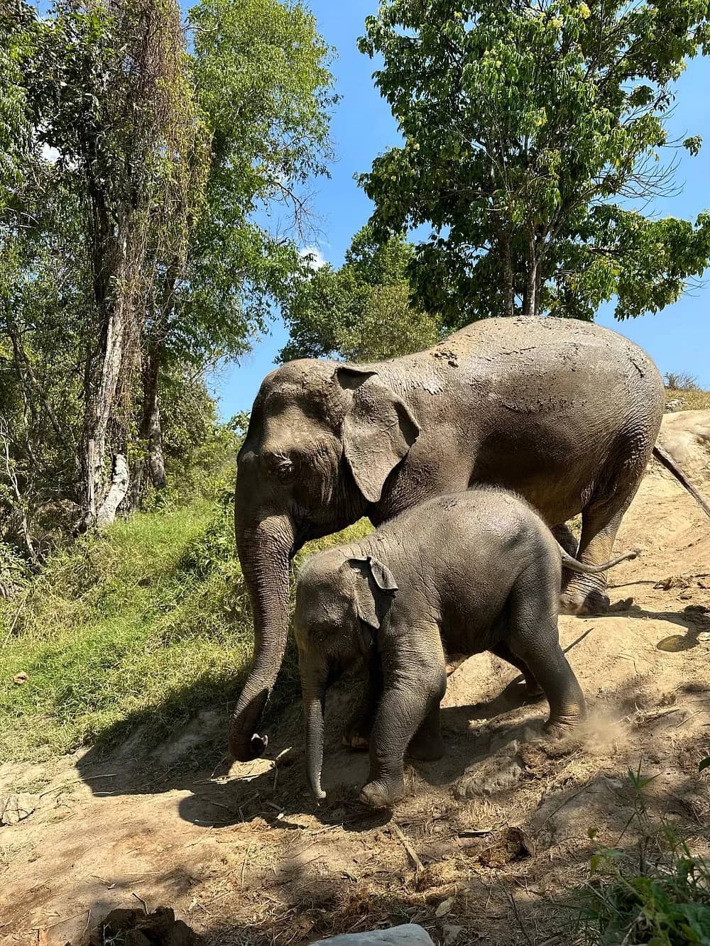 Private Elephant Sanctuary & Jungle Trekking Adventure - photo 4