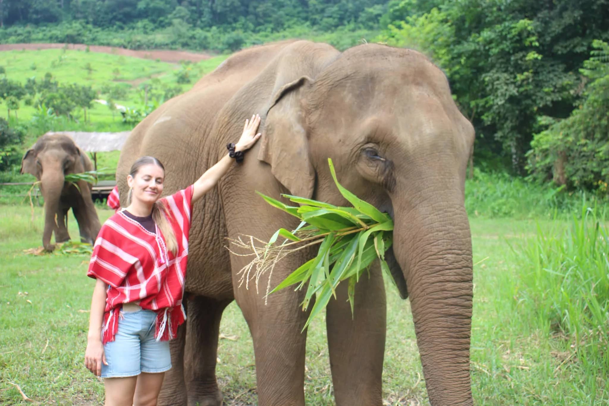 Bamboo Family Elephant Care + Sticky Waterfall - photo 5