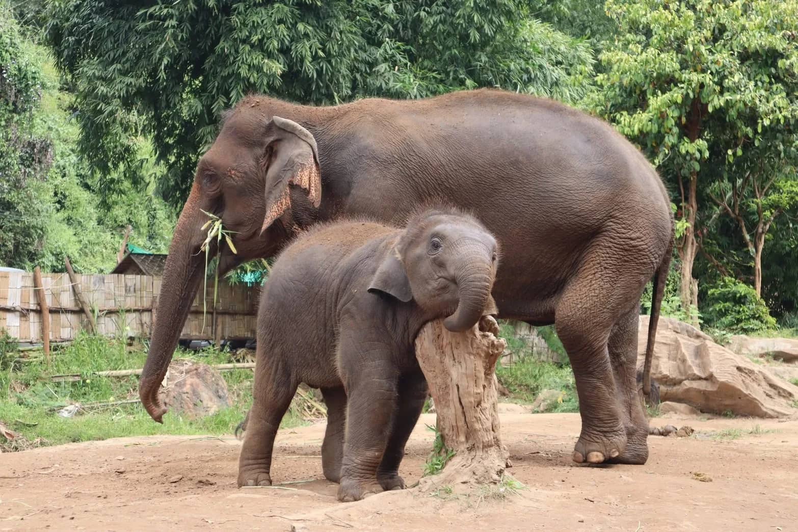 Bamboo elephant family care - Half Day Morning