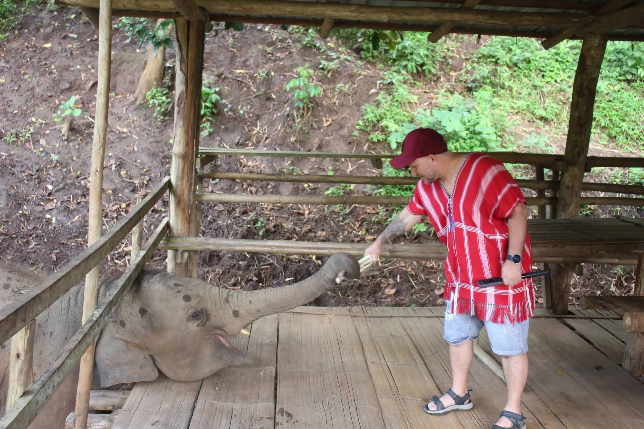 Bamboo elephant family care - Half Day Morning - photo 3