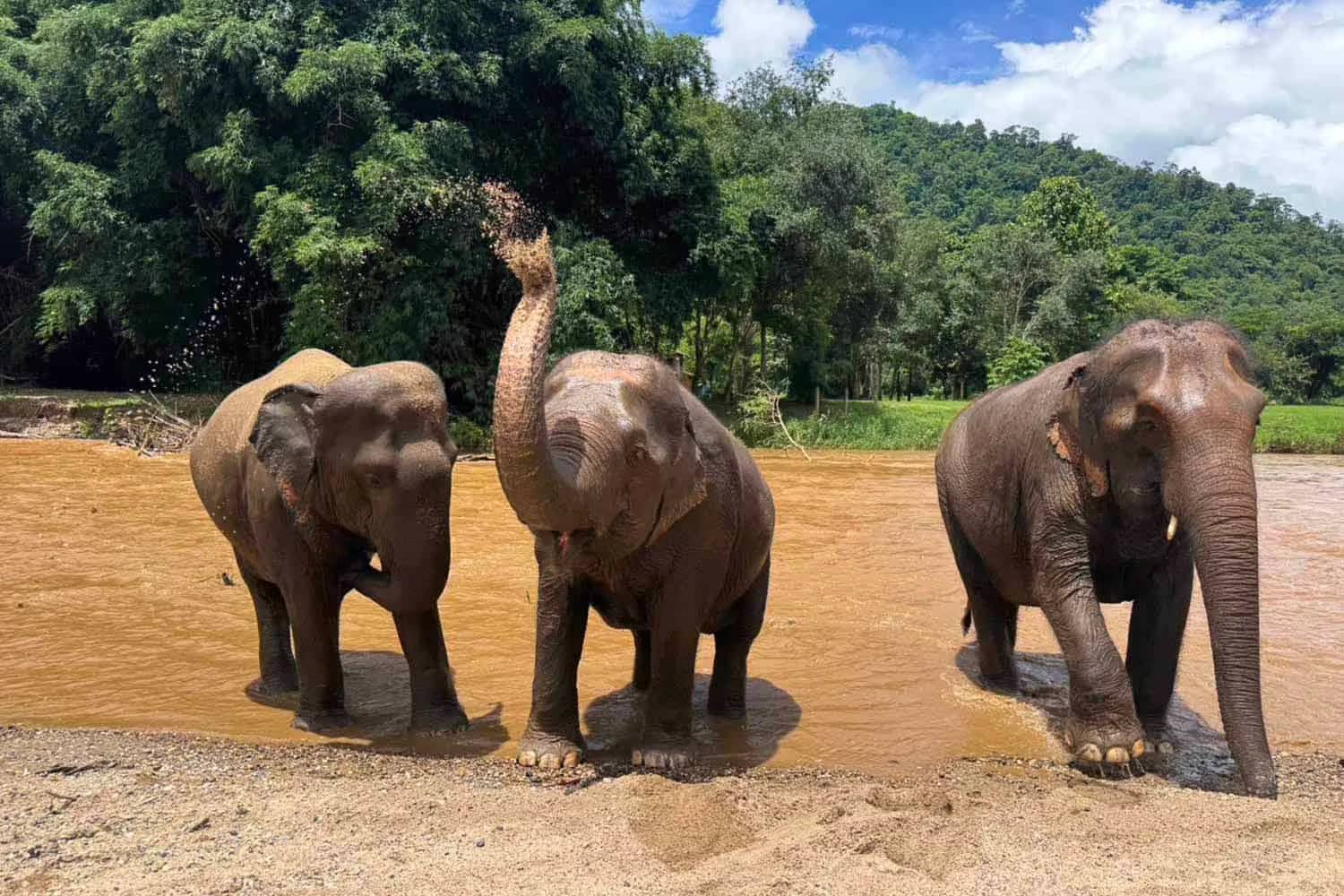 Care For Elephants (Elephant Nature Park)