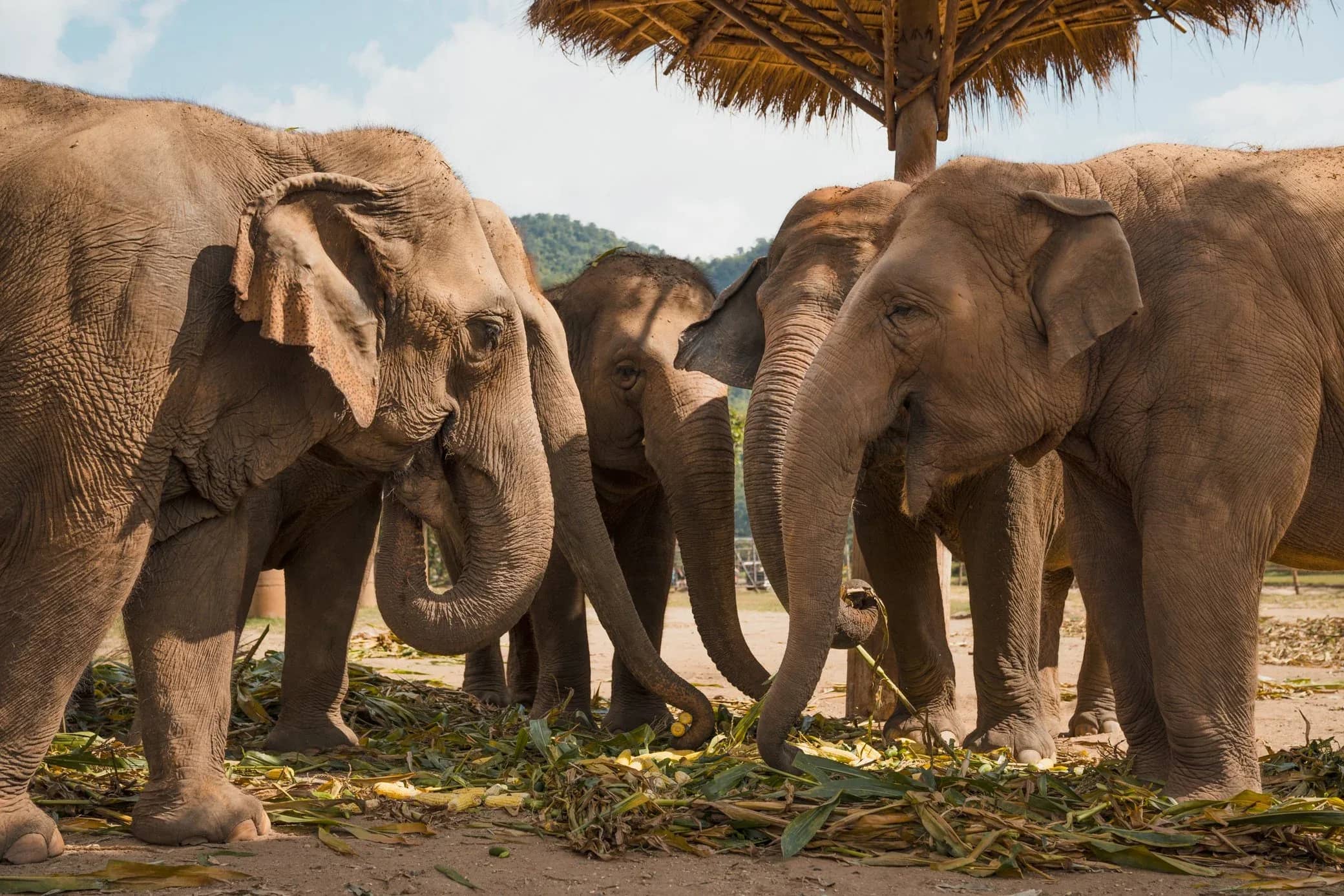 Care For Elephants (Elephant Nature Park) - photo 2