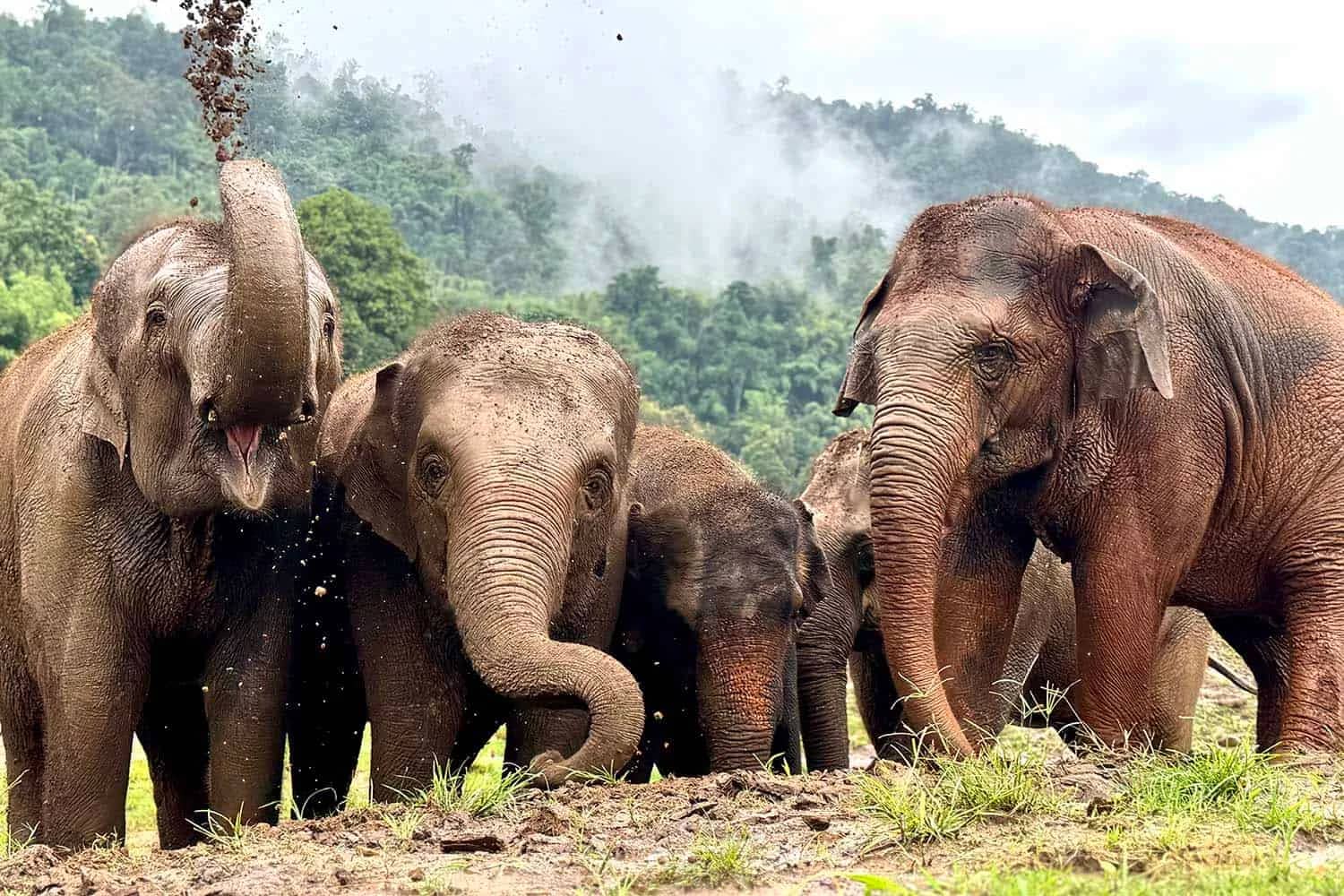 SkyWalk (Elephant Nature Park) - photo 5