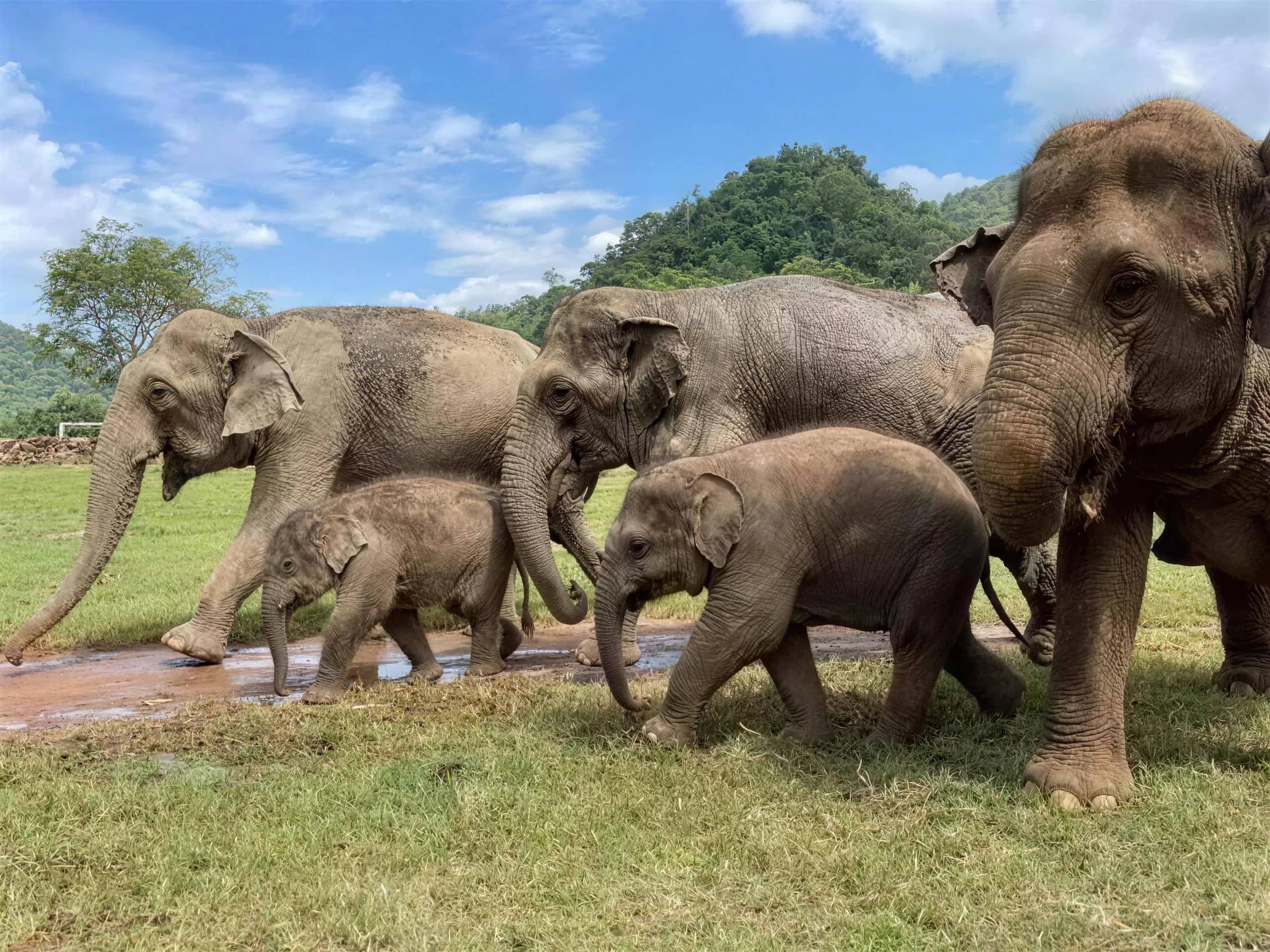 A herd of elephants with two young calves walks across a green field under blue sky