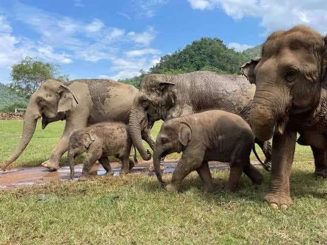 Care For Elephants (Elephant Nature Park) - photo 4