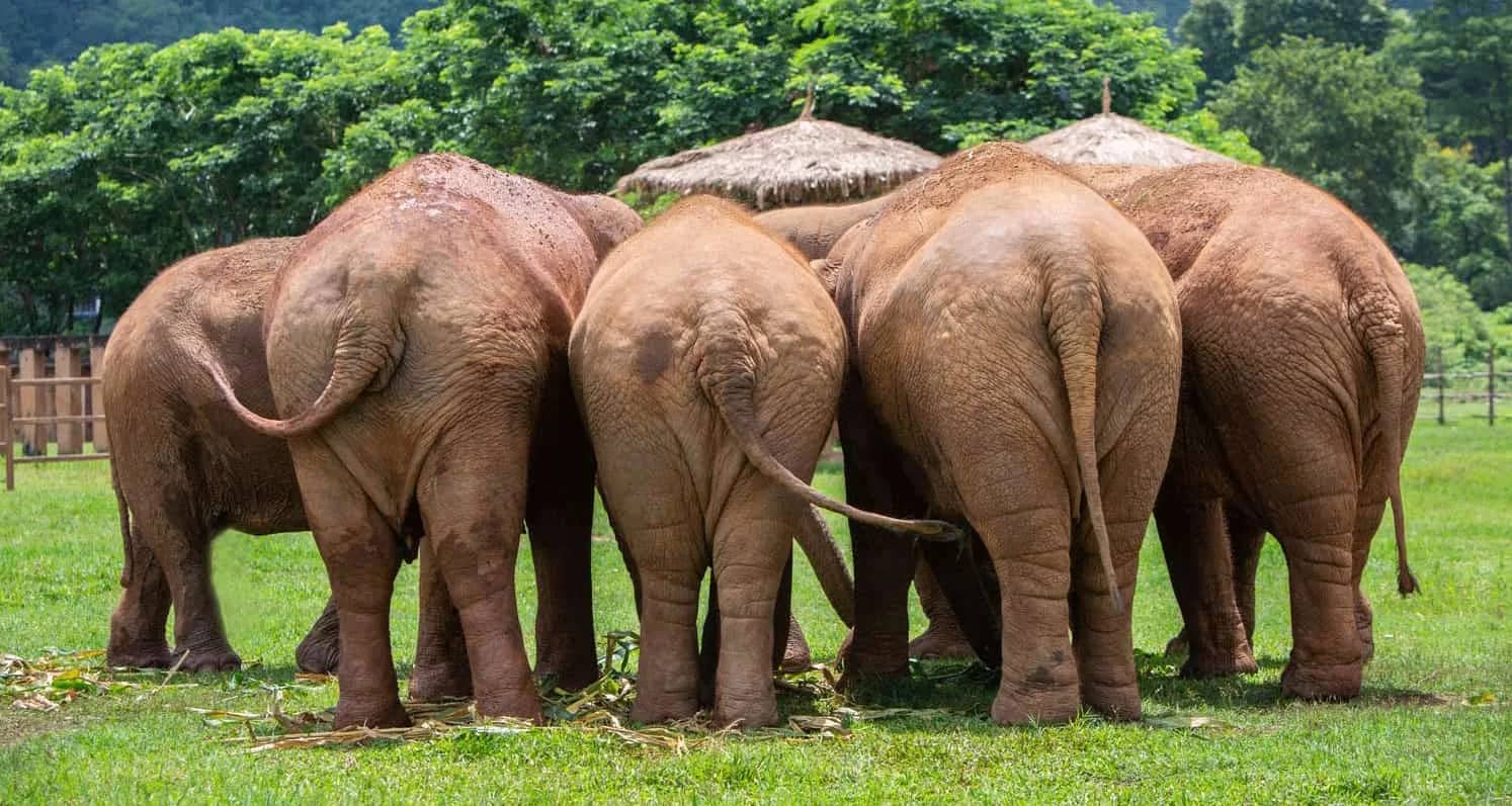 Care For Elephants (Elephant Nature Park) - photo 5