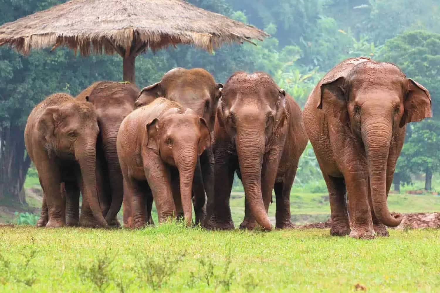 Sunshine for Elephants (Elephant Nature Park) - photo 6