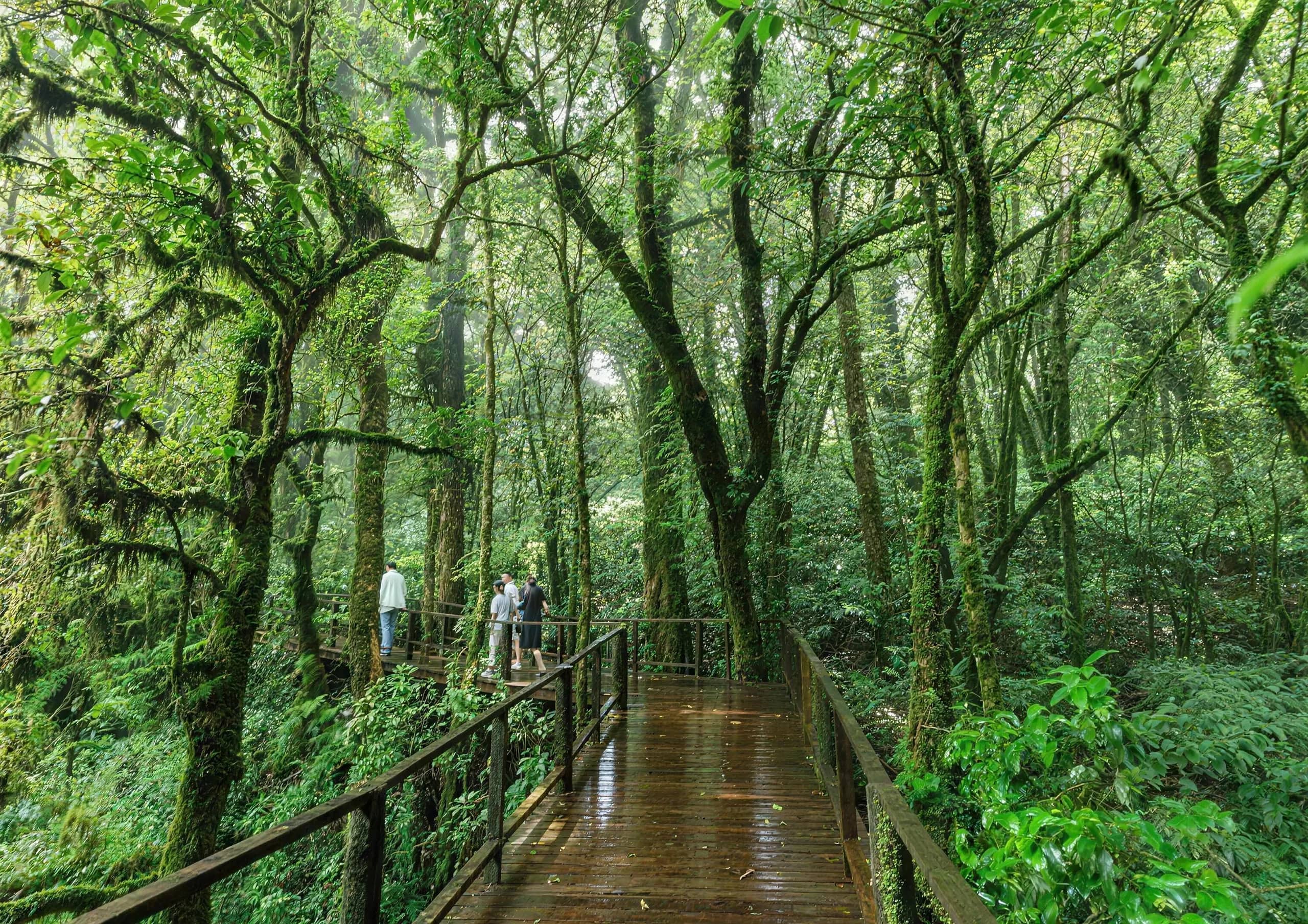 Visitors walk a wet wooden boardwalk through mossy cloud forest in Doi Inthanon National Park.
