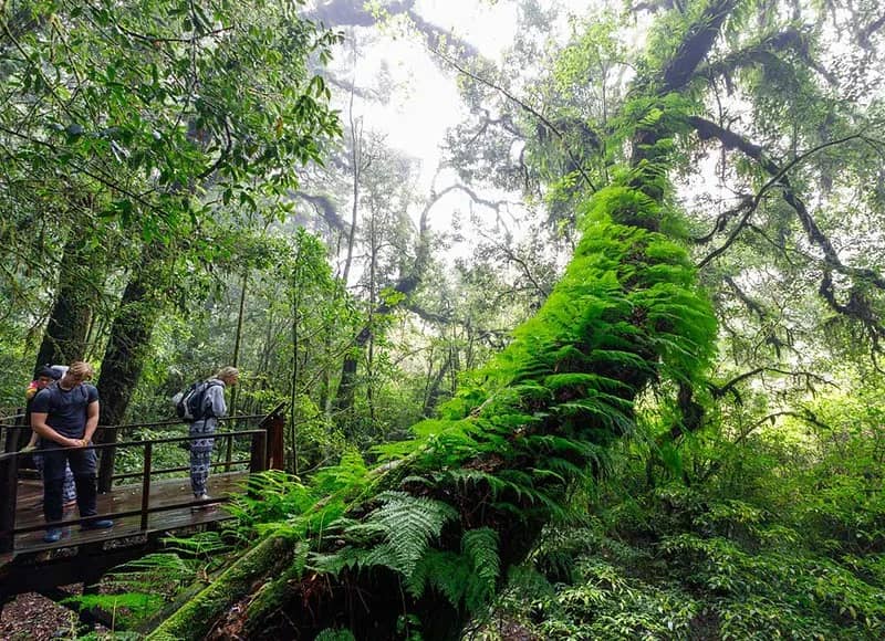 2 Days only walking in the Doi Inthanon Area - photo 3