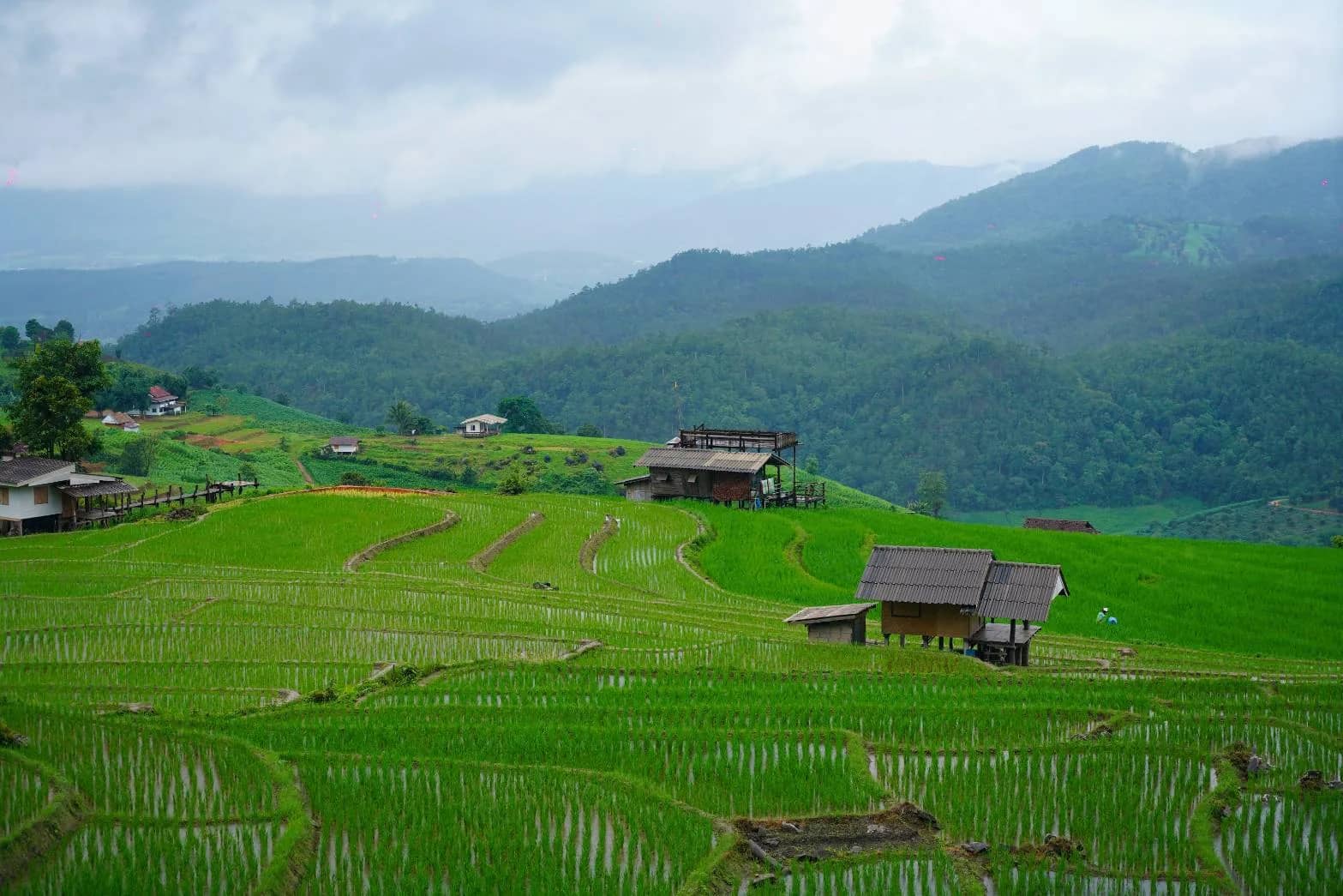 Doi Inthanon National Park + Pa Bong Piang Rice Terrace - photo 3