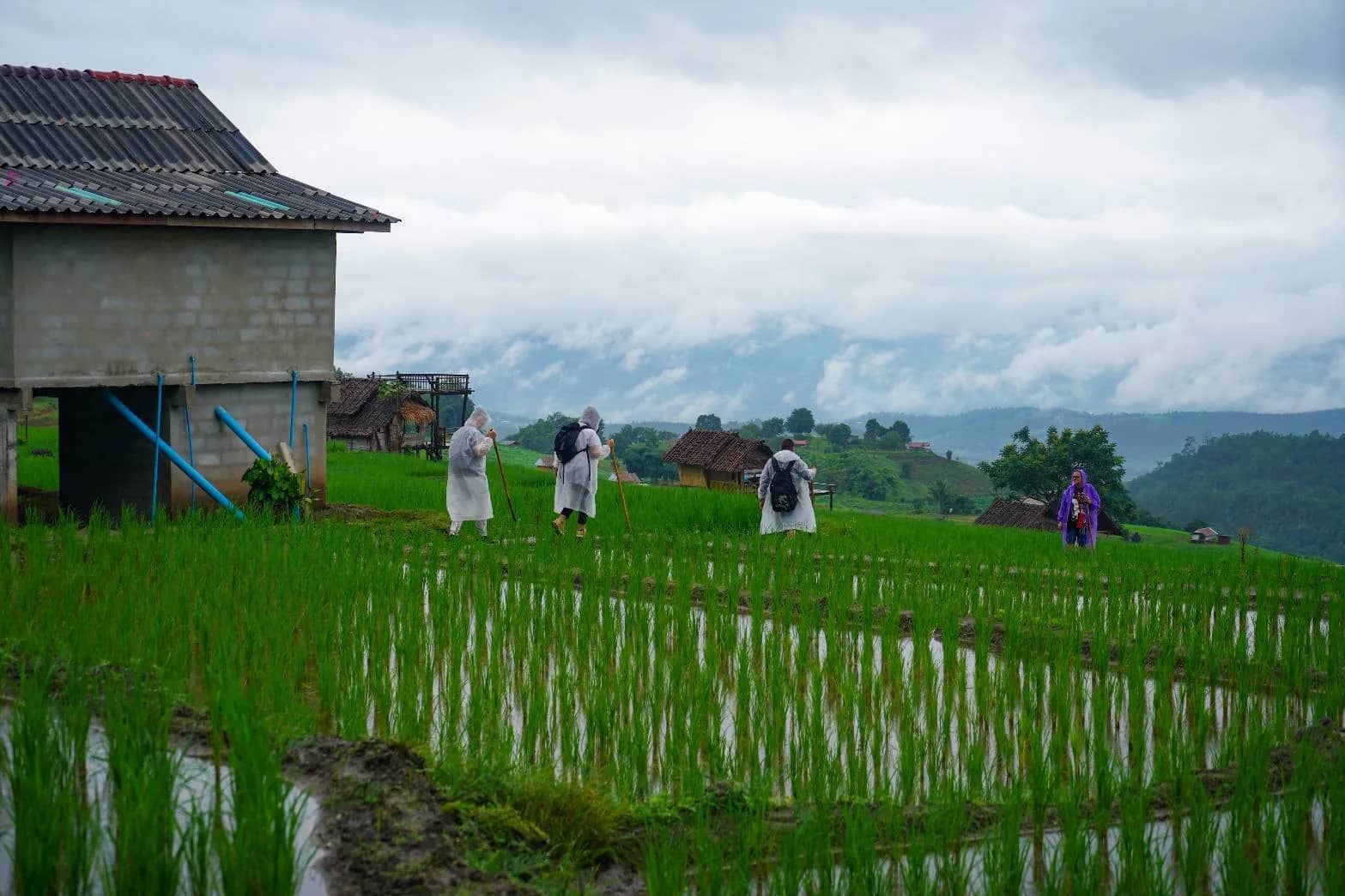 Doi Inthanon National Park + Pa Bong Piang Rice Terrace - photo 4