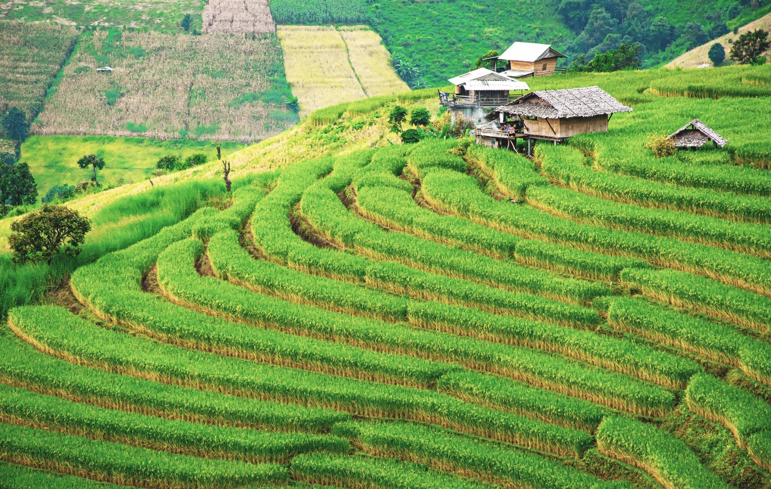 Doi Inthanon National Park + Pa Bong Piang Rice Terrace - photo 5