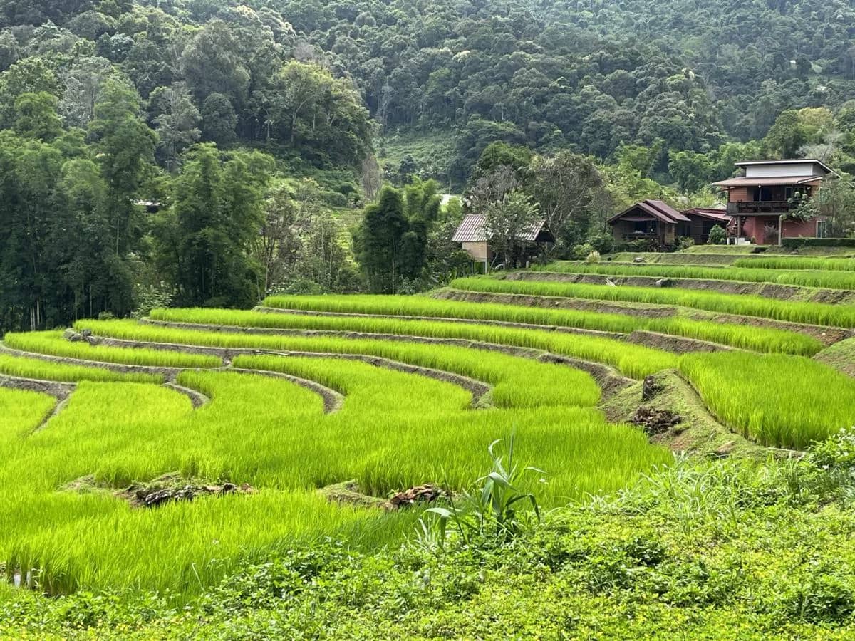 Doi Inthanon National Park - Pon Elephant Sanctuary - photo 5