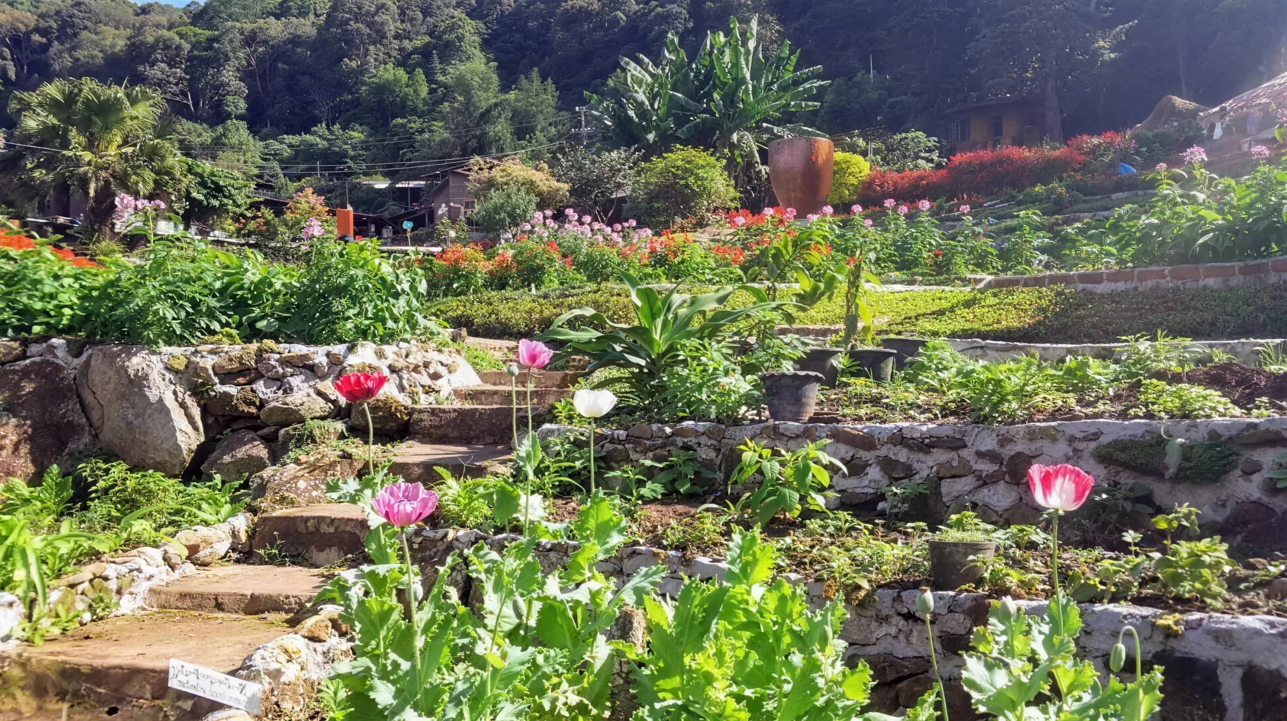 Pink and white poppies bloom in terraced flower beds with stone steps in the Hmong village garden.