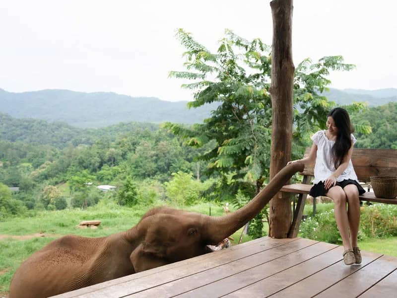 Elefin Farm & Cafe + Cypress Lanes & BaanKang Wat