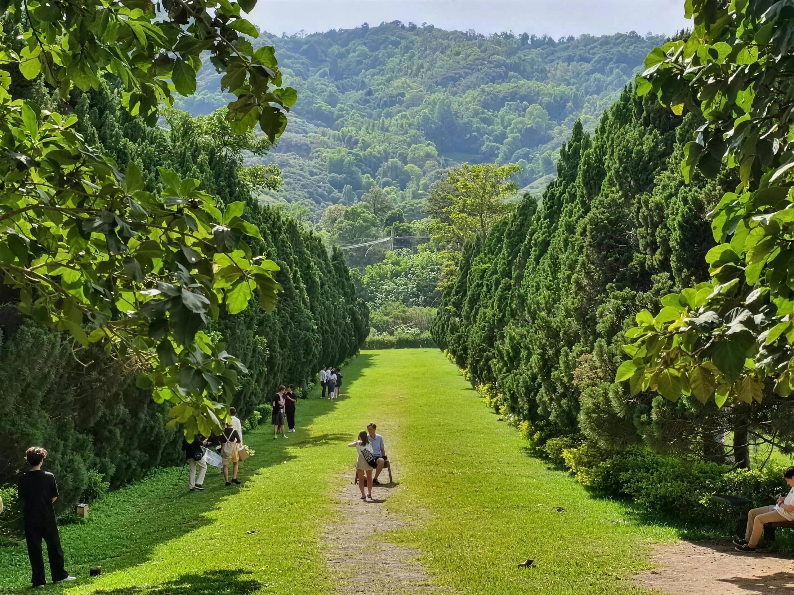 Visitors walk a long grassy path lined with tall cypress trees below forested hills