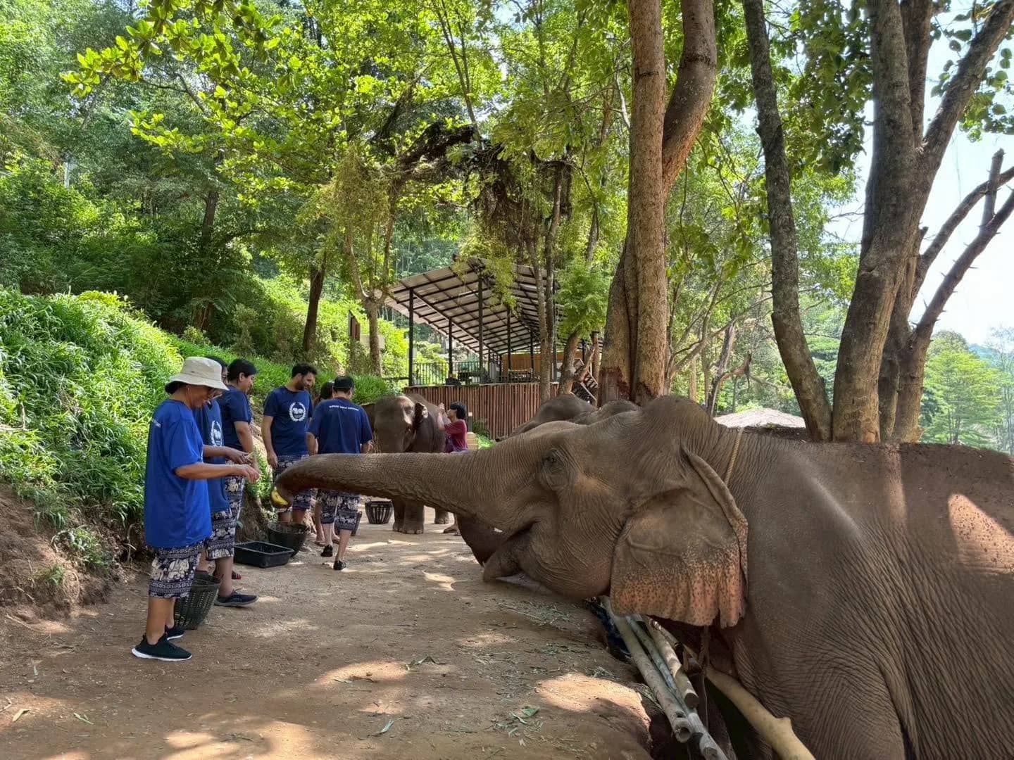 Elephant Care + Whitewater Rafting & Sticky Waterfall