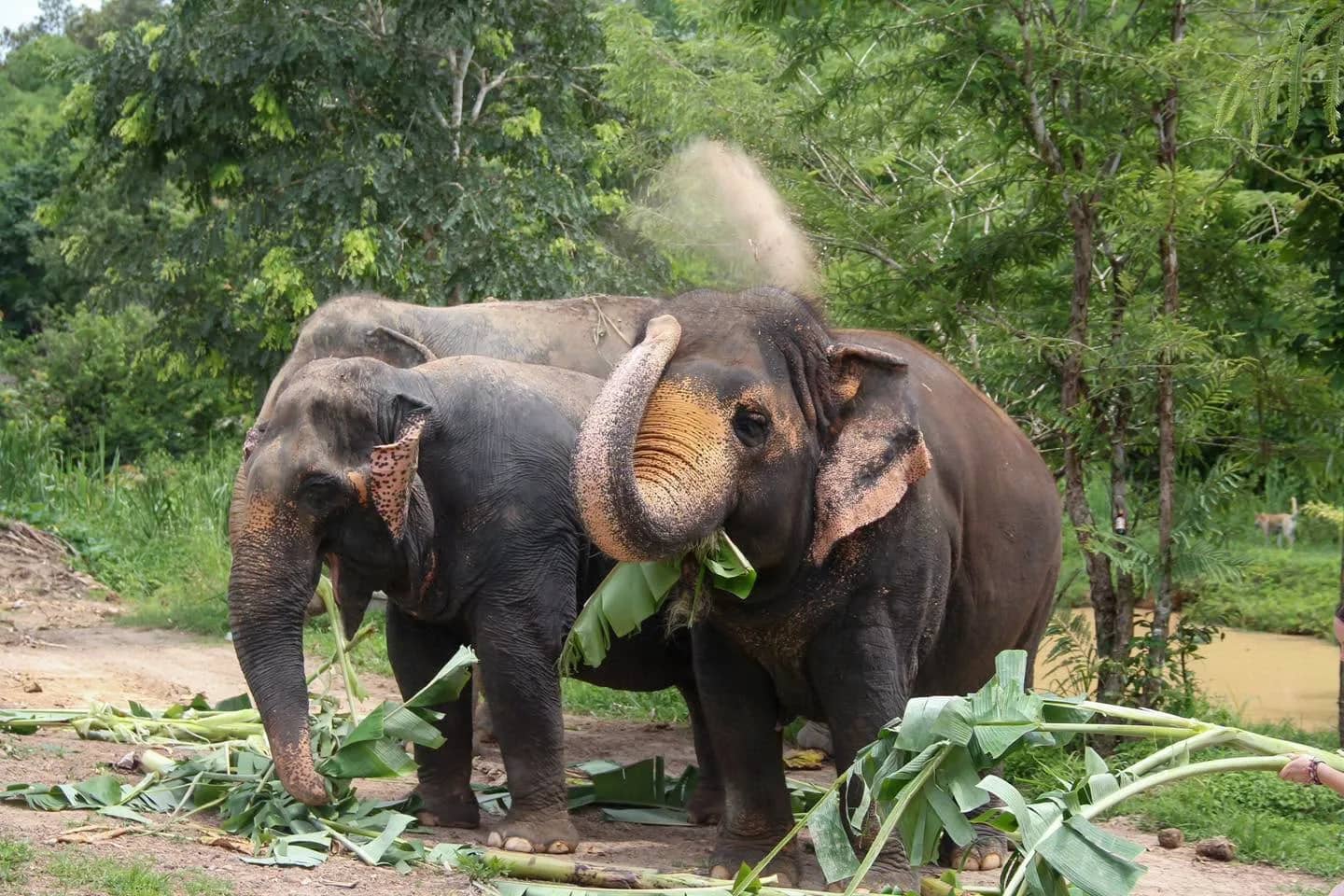 Elephant Greet & Feed - photo 4