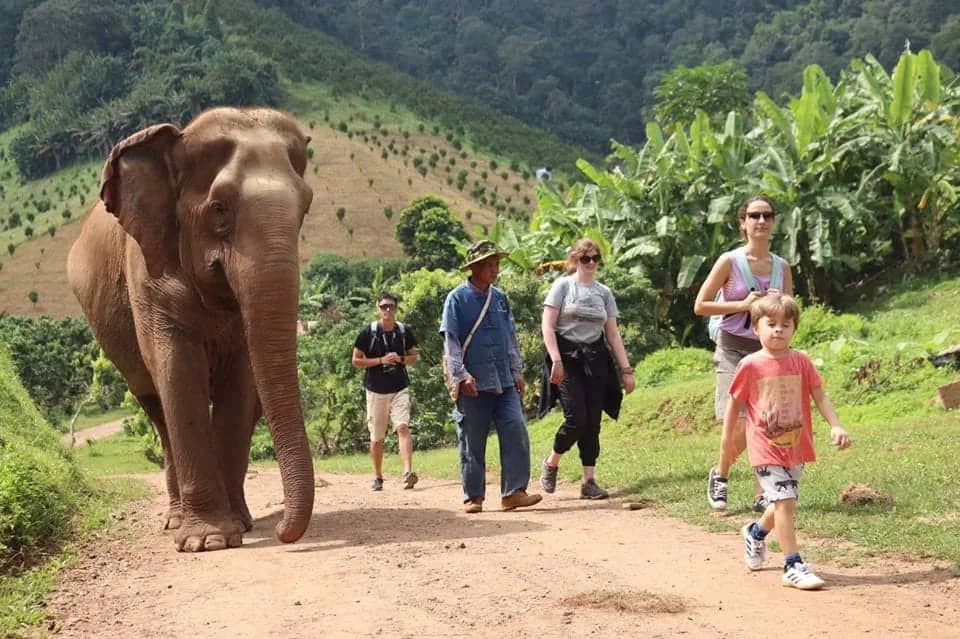 Elephant Highlands - Single Day Visit (Elephant Nature Park)