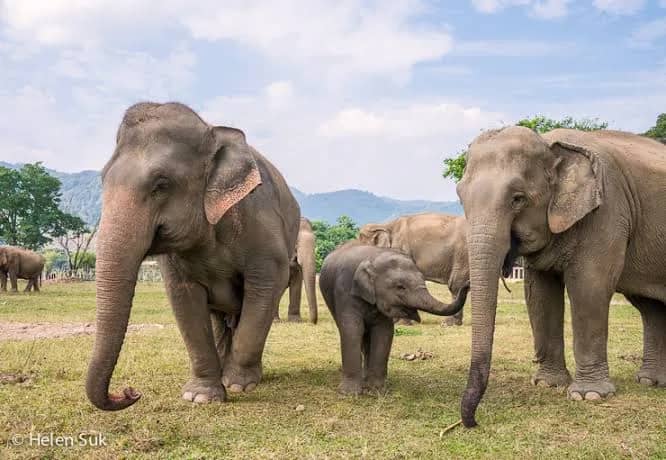 Elephant Highlands - Single Day Visit (Elephant Nature Park) - photo 3