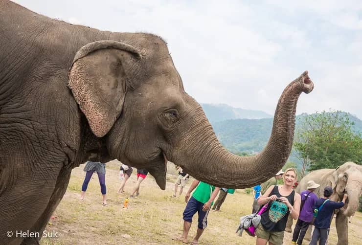 Elephant Highlands - Single Day Visit (Elephant Nature Park) - photo 4